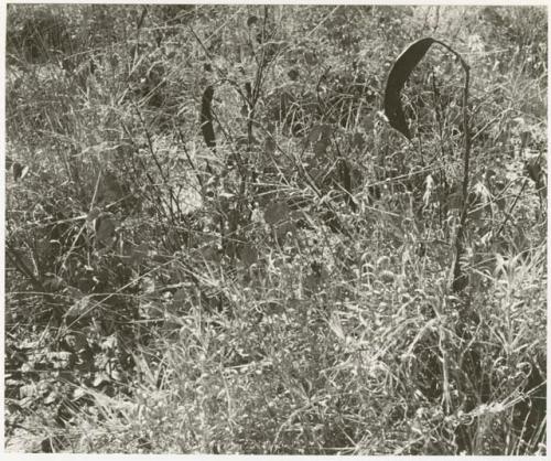 Plants with seed pods in the grass (print is a cropped image)