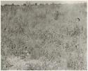 Plants with seed pods in the tall grass (print is a cropped image)