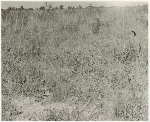 Plants with seed pods in the tall grass (print is a cropped image)