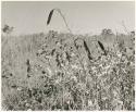 Plants with seed pods in the tall grass (print is a cropped image)