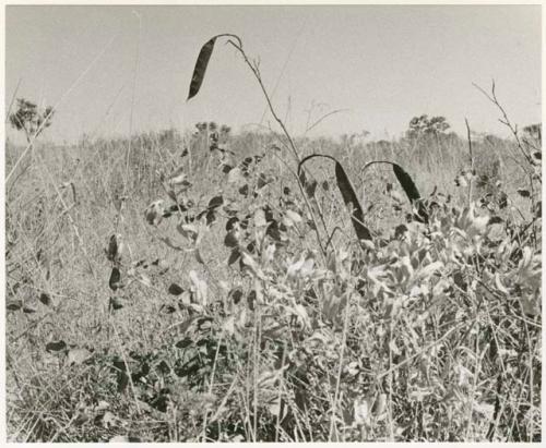 Plants with seed pods in the tall grass (print is a cropped image)