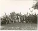 Kraal fence (print is a cropped image)