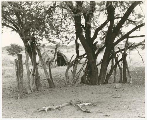 Trees and posts; hut in the distance (print is a cropped image)