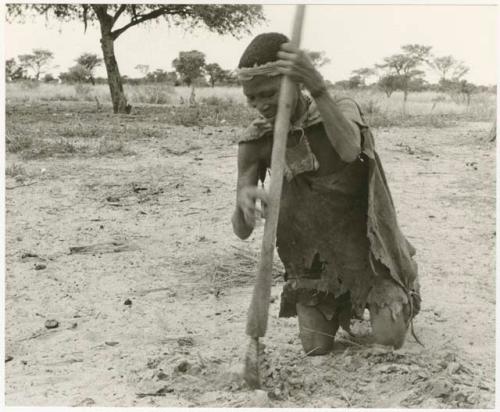 Woman on her knees digging with a hoe (print is a cropped image)