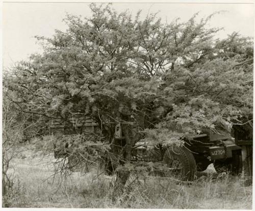 Trucks crashing through underbrush (print is a cropped image)