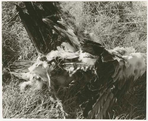 Large dead bird (print is a cropped image)