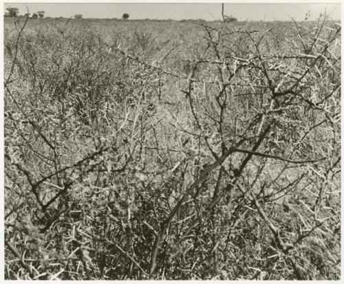 Thorn bush (print is a cropped image)