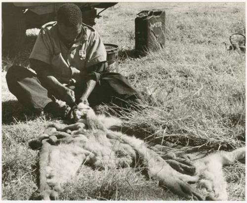 Dabe working on Theunis Berger's lion skin (print is a cropped image)