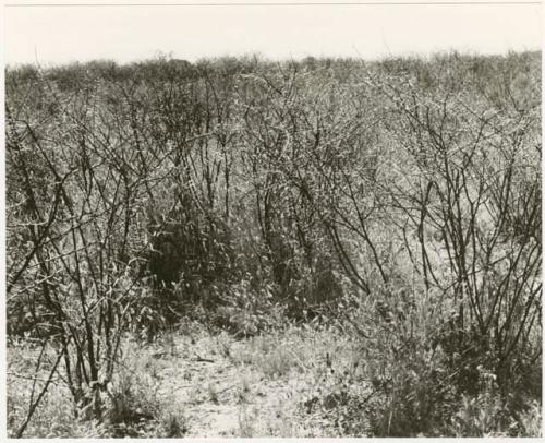 Thorn bush (print is a cropped image)