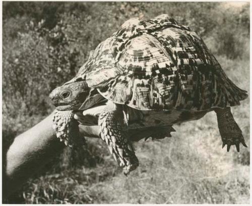 Turtle, held up in a person's hand (print is a cropped image)