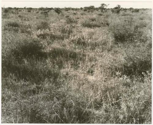 Grass, shrubs, and sparse trees (print is a cropped image)