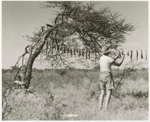 Caspar Kruger hanging up biltong (print is a cropped image)