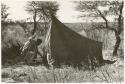 Elizabeth Marshall Thomas putting up a tent