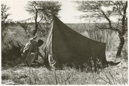 Elizabeth Marshall Thomas putting up a tent