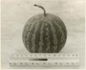 Tsama melon with ruler (print is a cropped image)