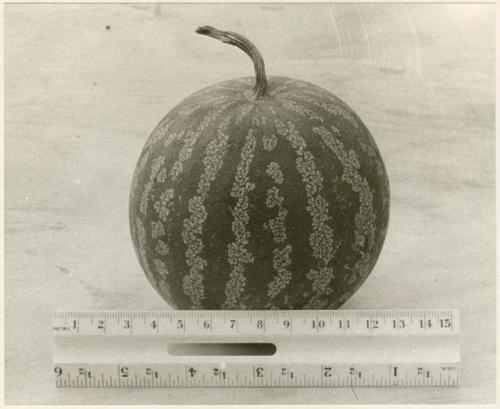 Tsama melon with ruler (print is a cropped image)