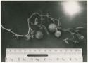 Vine and seed pods with ruler