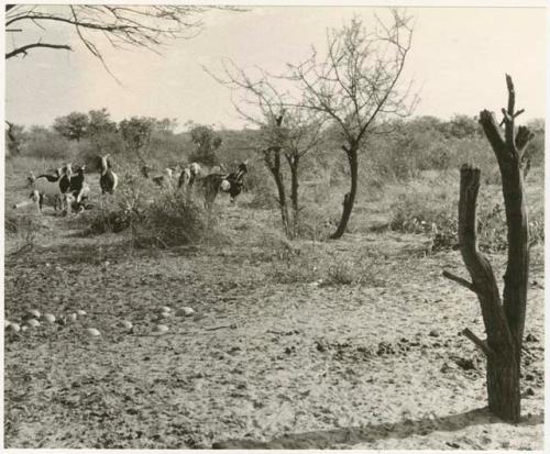 Herd of goats at Chukudu (print is a cropped image)