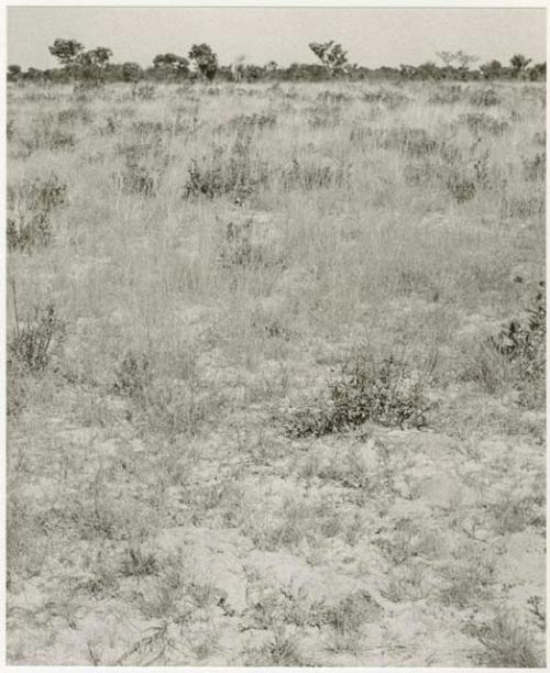 Ground and brush on the horizon (print is a cropped image)