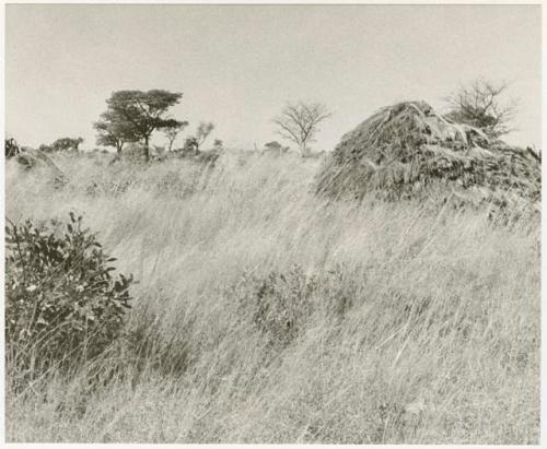 Grass, brush, and a skerm in the background (print is a cropped image)