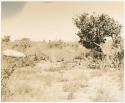 Group of people sitting, distant view (print is a cropped image)