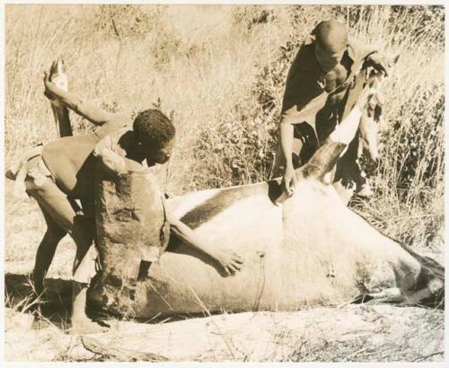 Oukwane and !Gai holding a gemsbok, looking at where it was shot (print is a cropped image)