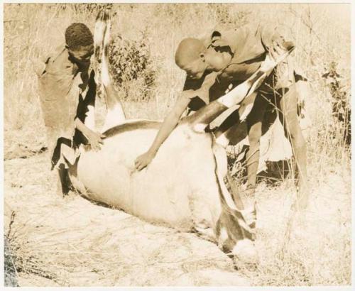 Oukwane and !Gai holding a gemsbok, looking at where it was shot (print is a cropped image)