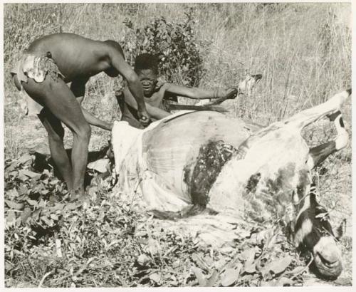 Oukwane and !Gai skinning the gemsbok (print is a cropped image)