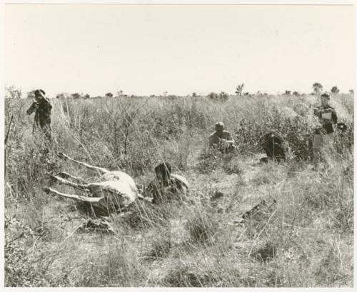 Expedition members standing and filming Oukwane skinning the gemsbok (print is a cropped image)