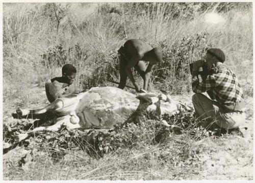 Oukwane and !Gai skinning a gemsbok; John Marshall kneeling while filming (print is a cropped image)