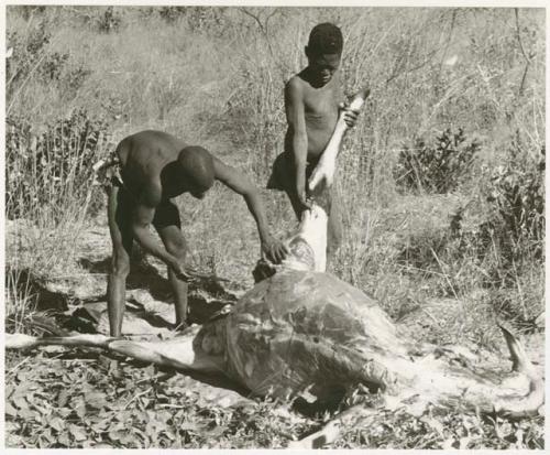 Oukwane and !Gai skinning a gemsbok (print is a cropped image)