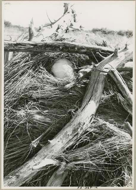 Ostrich eggshell hidden in the roof of skerm