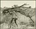 Man carrying large load of wood, seen from the side (print is a cropped image)