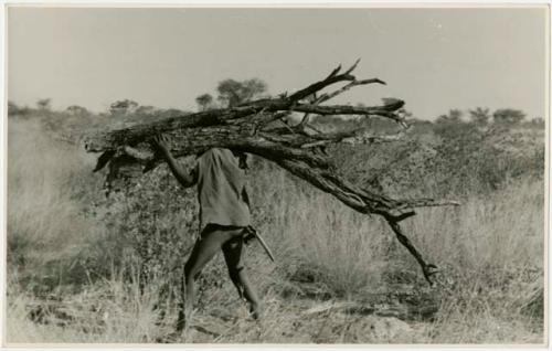 Man carrying large load of wood, seen from the side