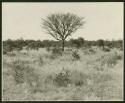 Marula tree, distant view