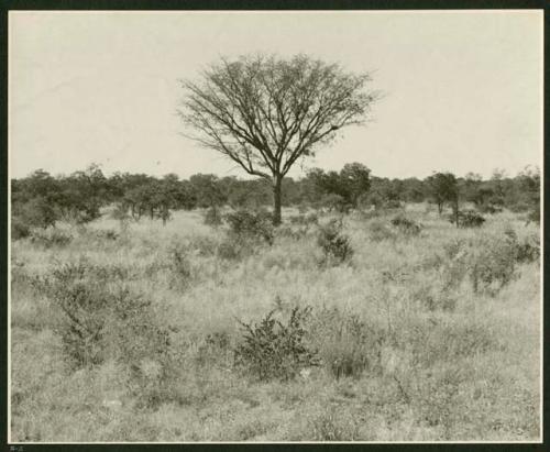 Marula tree, distant view