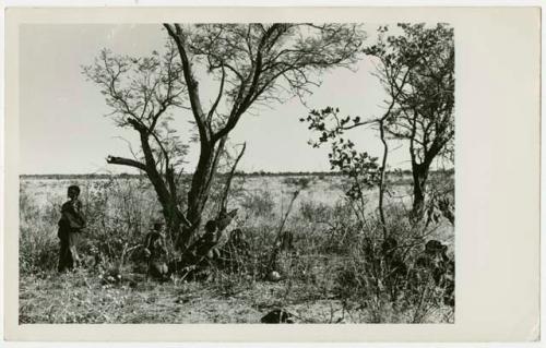 Two groups of woman and children sitting under trees