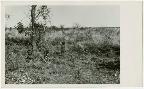 Three children playing gathering veldkos