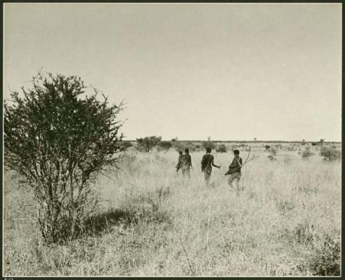 Four men walking into the veld with their hunting equipment