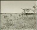 Women picking tsĩ in a veld, distant view