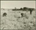 Women picking tsĩ in a veld