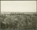 People in a veld, distant view