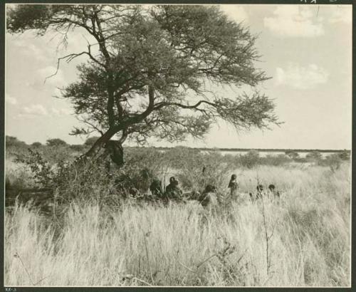 Group of Ju/'hoansi sitting under a tree