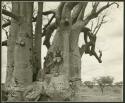 Expedition member standing at the base of a baobab tree