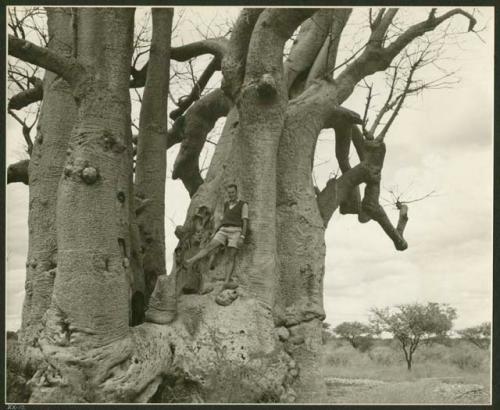 Expedition member standing at the base of a baobab tree