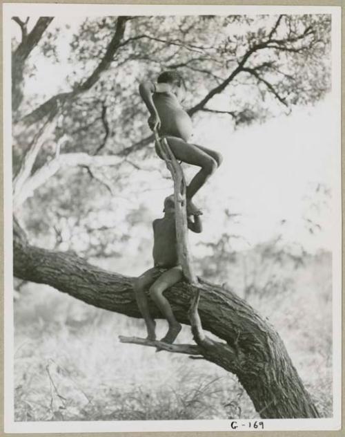 Two boys sitting in a tree, looking at each other