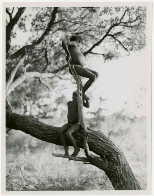 Two boys sitting in a tree, looking at each other