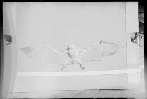 Bat with wings spread, against a white background; measuring tape in view (image obscured)