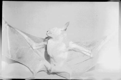 Bat with wings spread, against a white background; measuring tape in view. close-up view (image obscured)