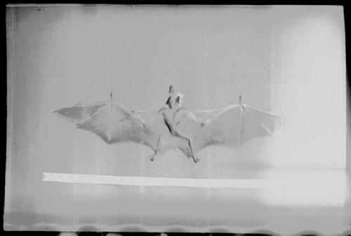 Bat with wings spread, against a white background; measuring tape in view (image obscured)
